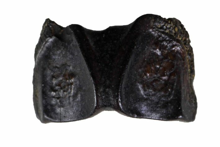 Fossil Hadrosaur (Edmontosaurus) Shed Tooth- Montana #135410
